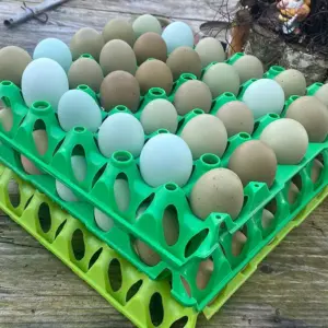 Bio-Brutei Mix aus Grünis und Marans