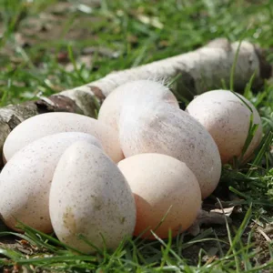 Bio-Brutei Robustpute